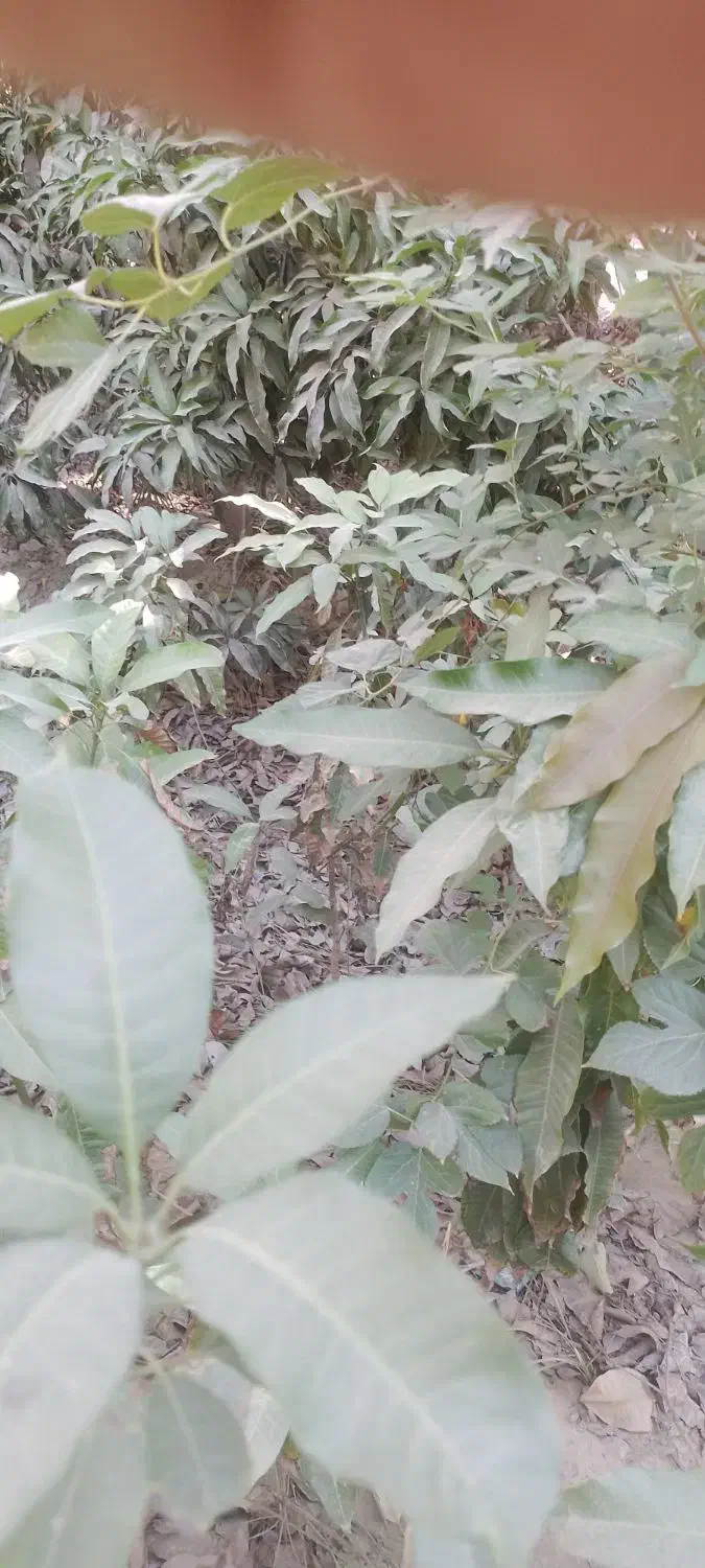 نهال انبه|گل و گیاه طبیعی|میناب, |دیوار