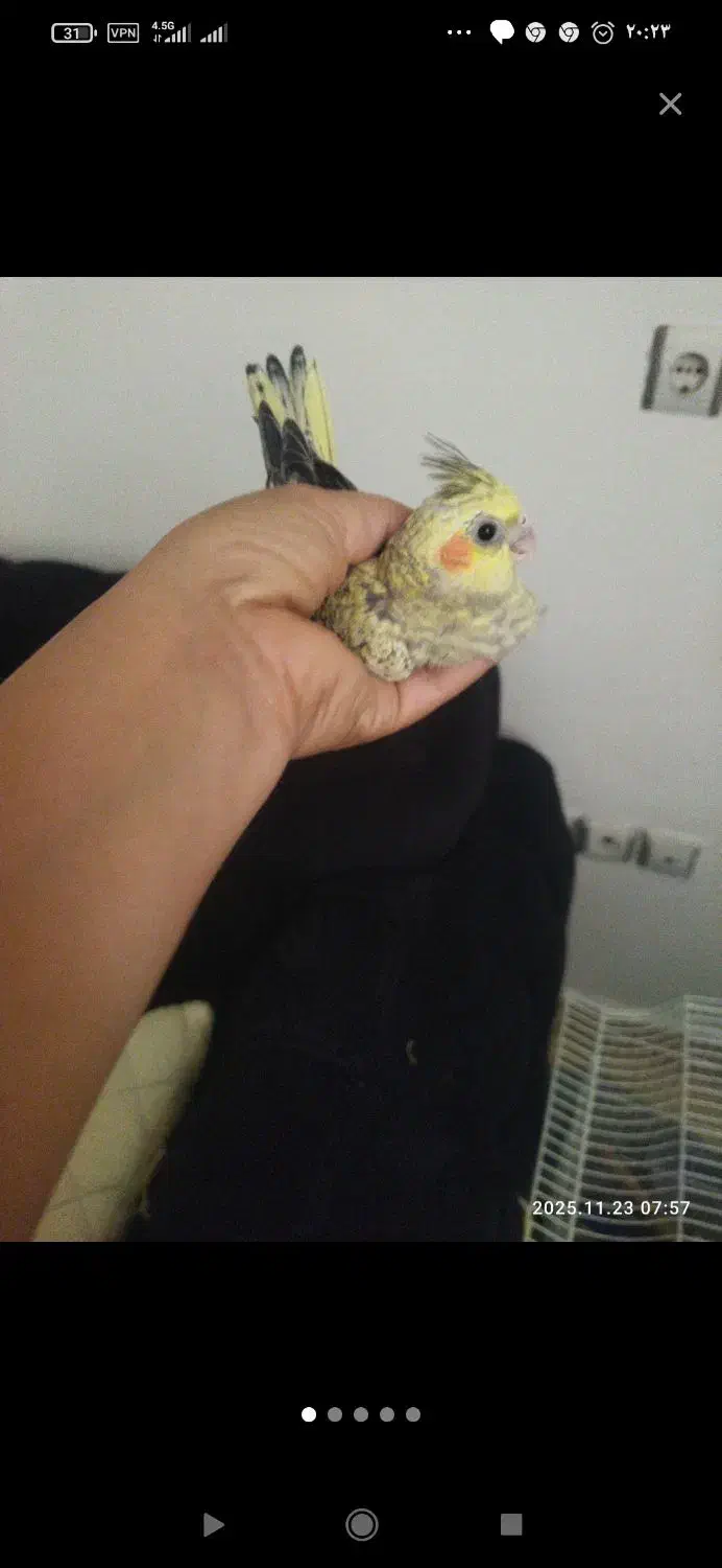 سه جوجه یک ماه عروس هلندی|پرنده|قائم‌شهر, |دیوار