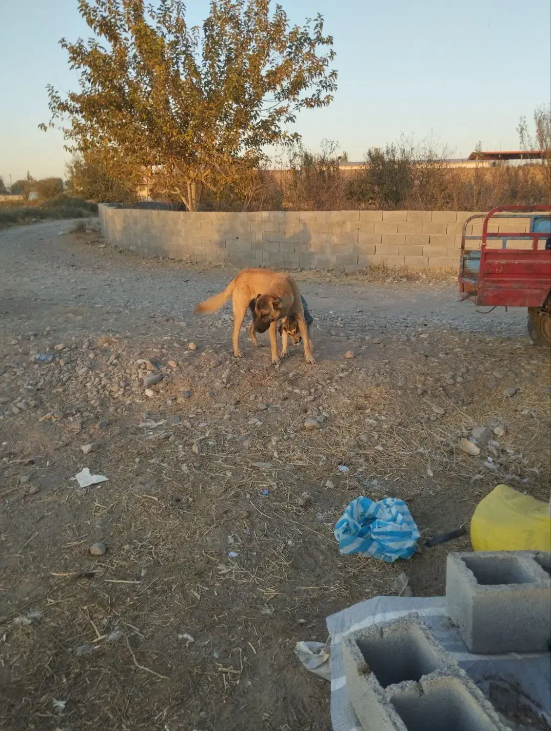 سگ خوب سگ چوپانی نگهبانی|سگ|بکتاش, |دیوار