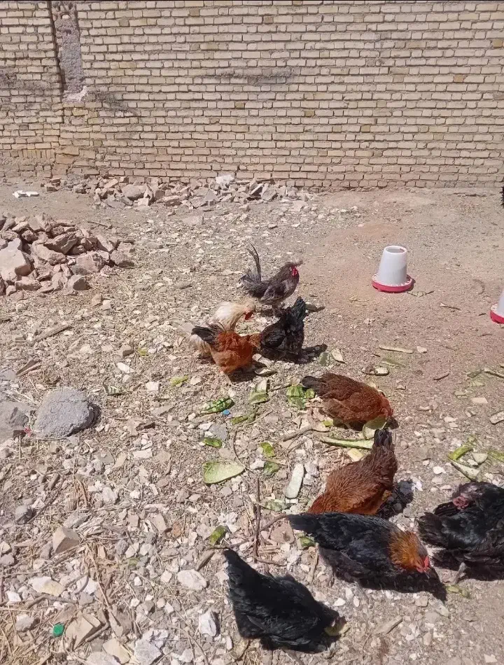 تخم مرغ محلی|خوردنی و آشامیدنی|ارومیه, |دیوار