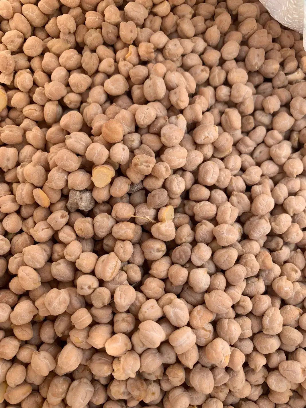 نخود تازه|خوردنی و آشامیدنی|الوند, |دیوار