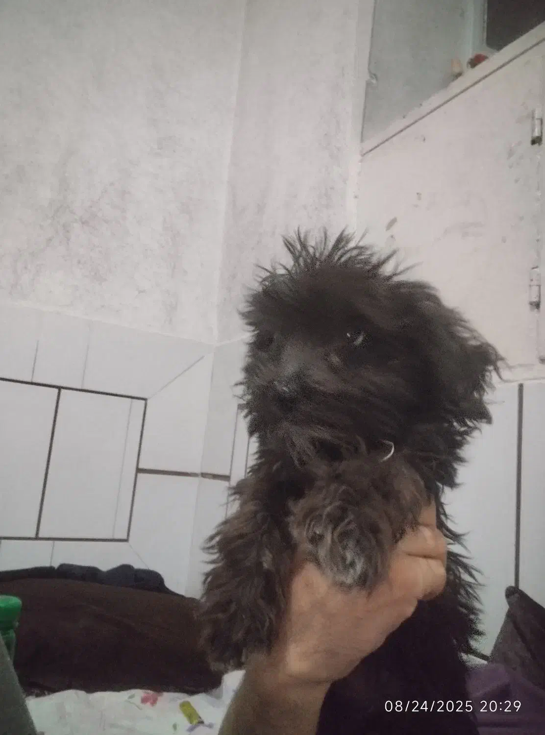 فروش سگ شیتزو|سگ|داراب, |دیوار