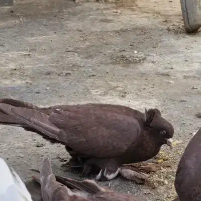 رواعب|پرنده|قم, شهرک سازمان آب|دیوار