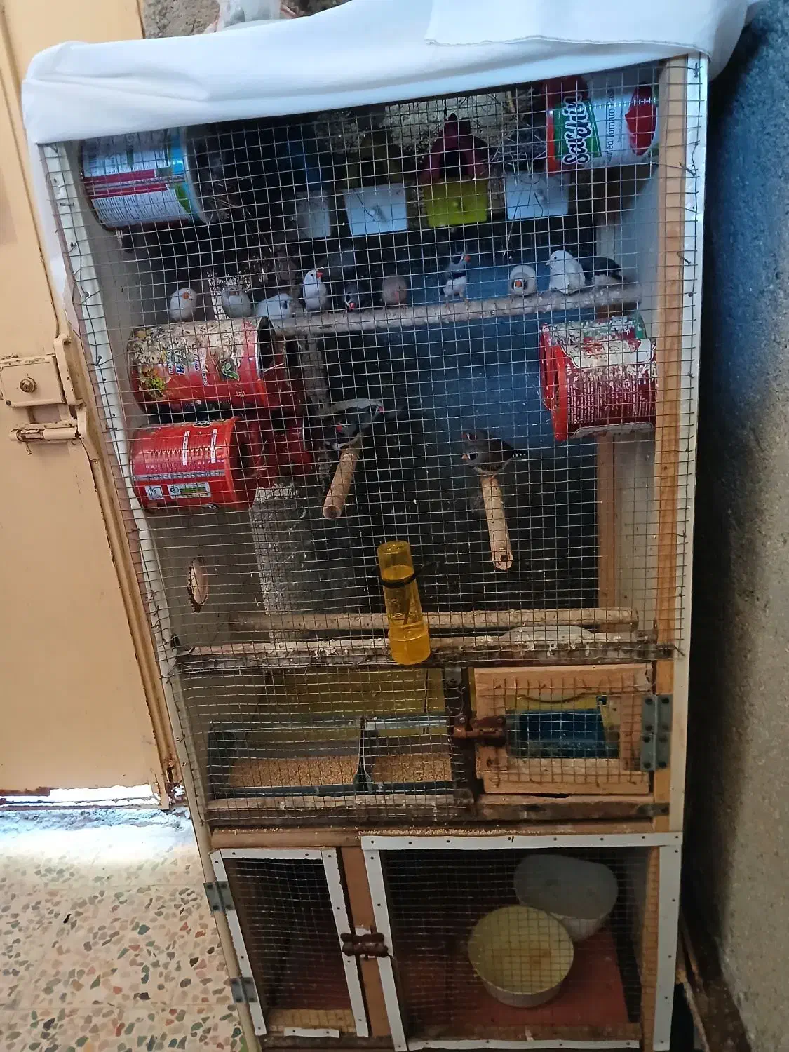 فنچ بندرلنگه|پرنده|بندرلنگه, |دیوار