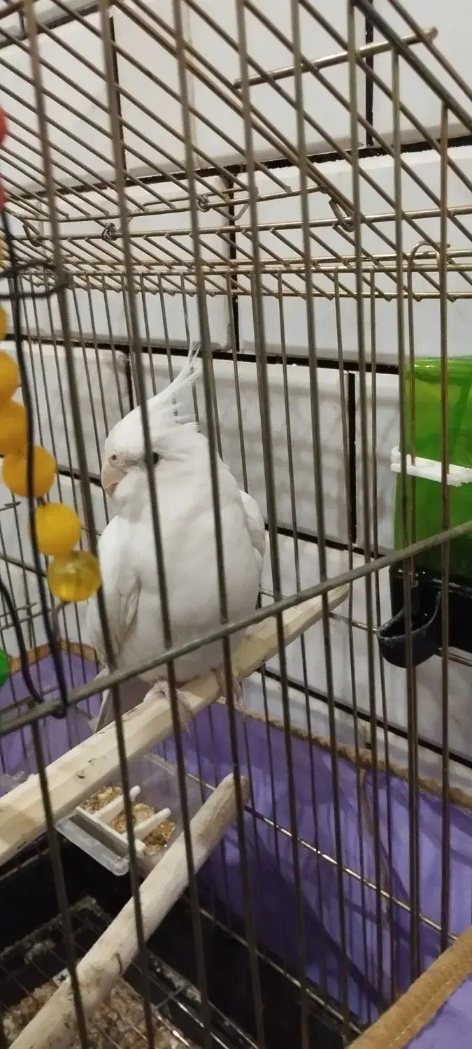 عروس هلندی|پرنده|قم, قلعه عموحسین|دیوار