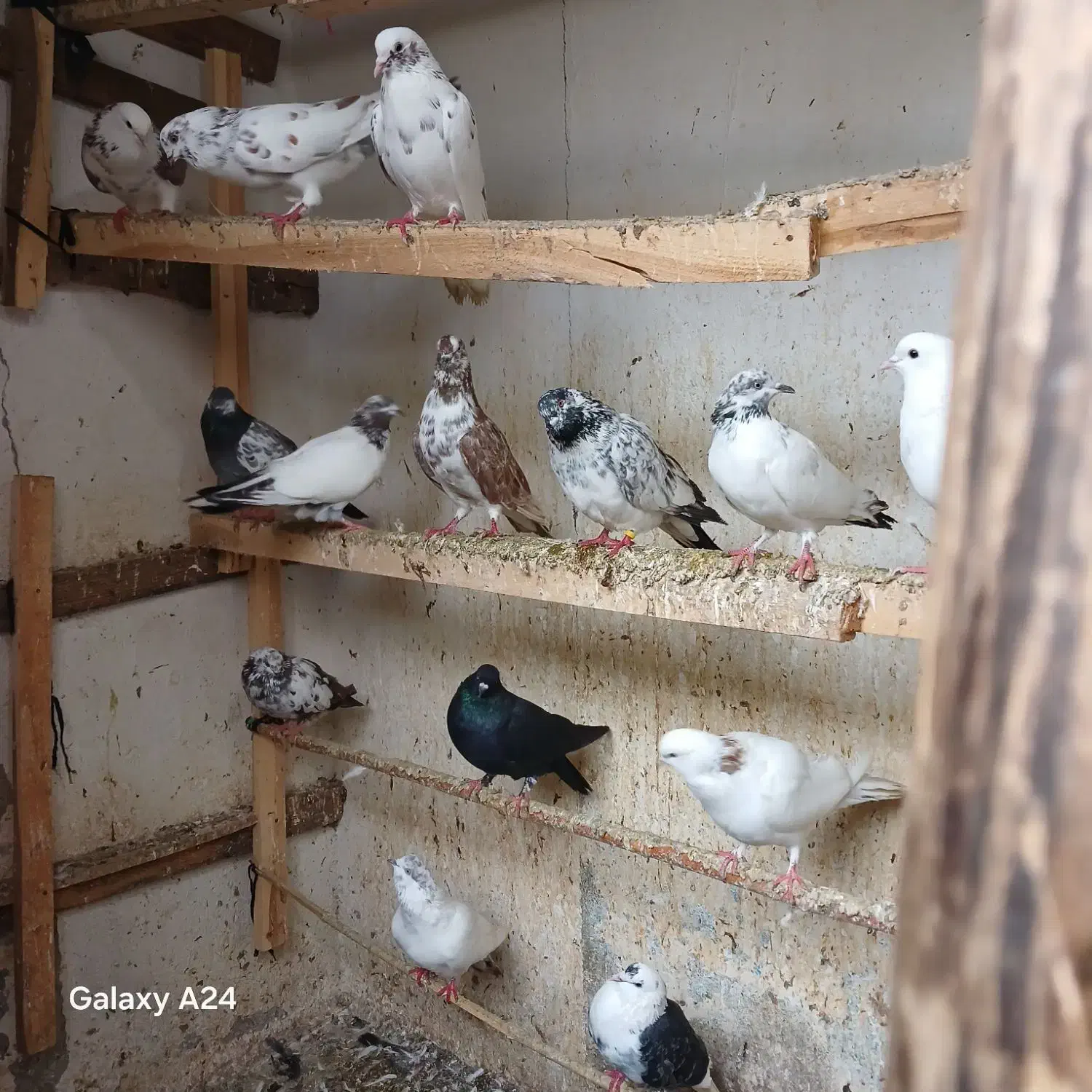 کبوتر|پرنده|رشت, تازه آباد|دیوار