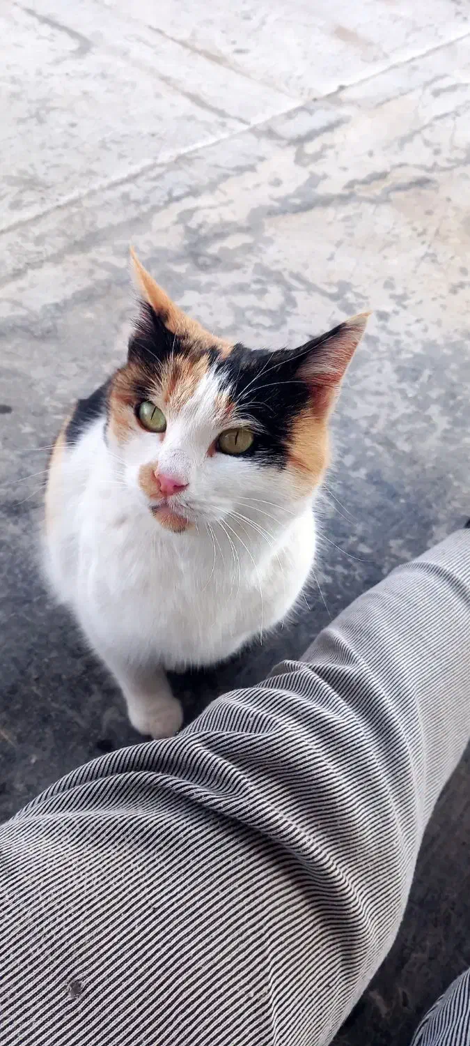 فروش گربه بسیارزیباوباهوش|گربه|اراک, |دیوار