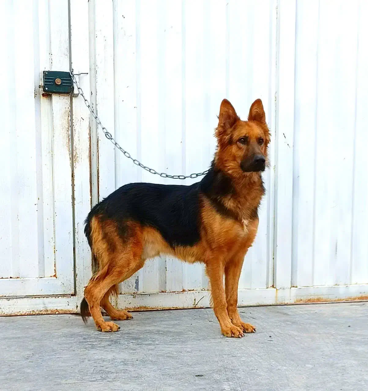 سگ ژرمن  باهوش و نگهبان|سگ|ماهدشت, |دیوار