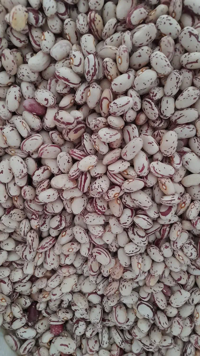 لوبیا چیتی (کپسولی) تمیز و رنگ دار محصول امسال|خوردنی و آشامیدنی|سراب, |دیوار