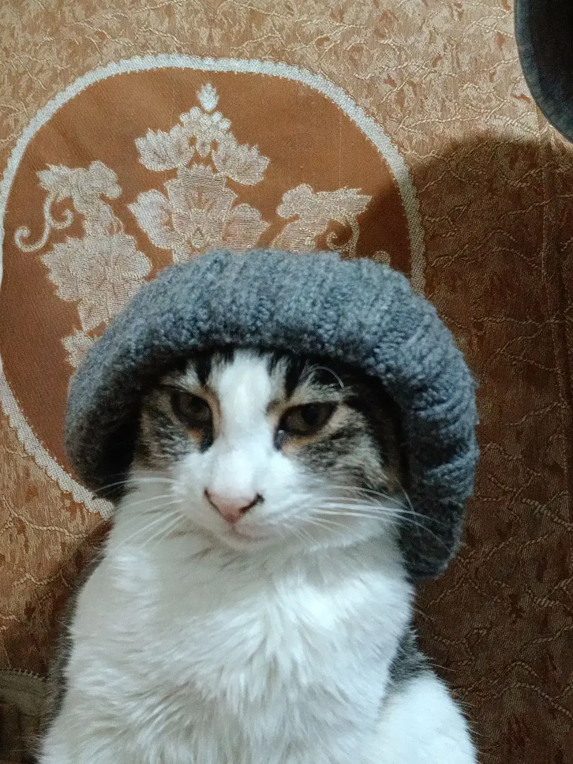 واگذاری گربه خانگی|گربه|مرند, |دیوار