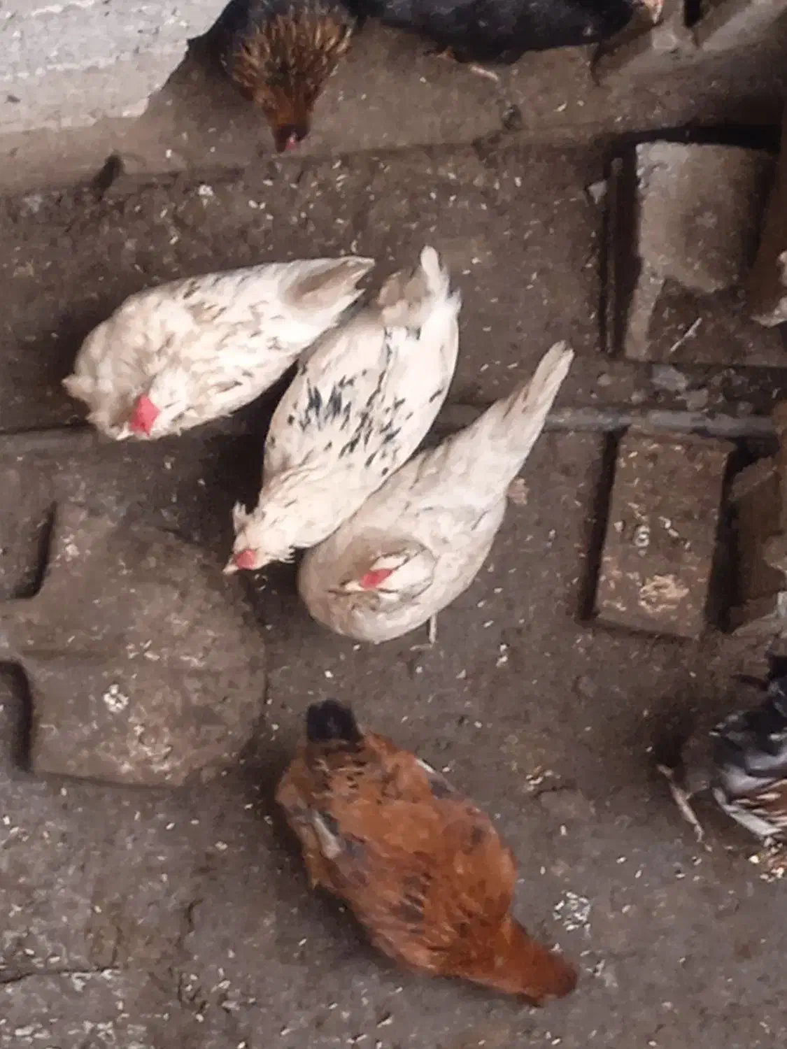 فروش تخم گلین|حیوانات مزرعه|رشت, پیرکلاچای|دیوار