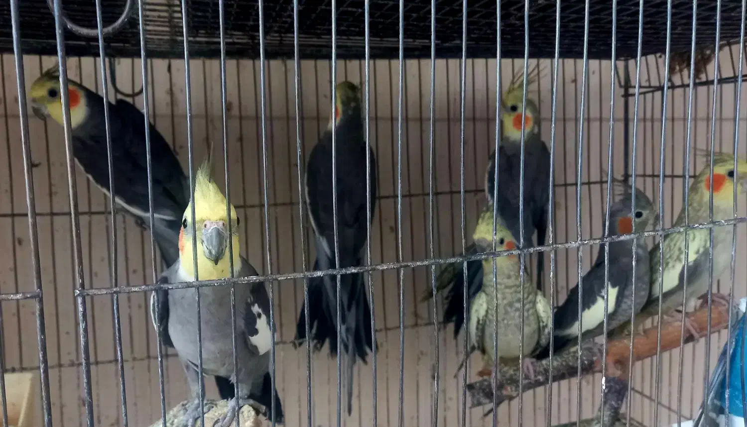 عروس هلندی|پرنده|ارومیه, |دیوار