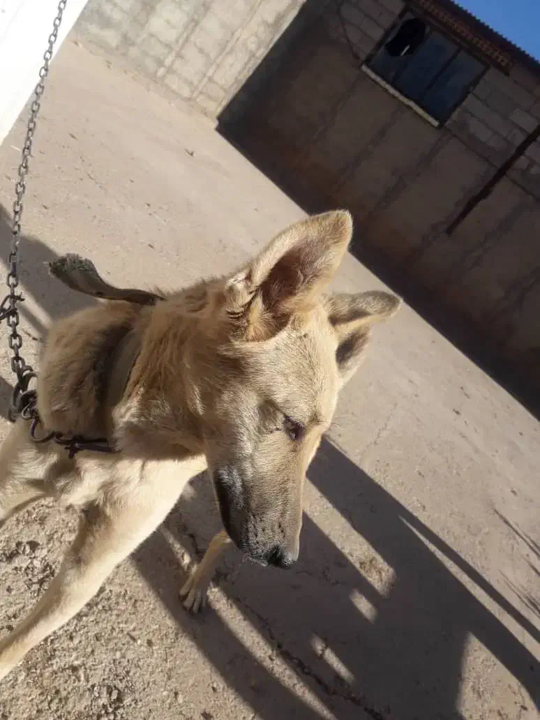 واگذاری سگ|سگ|اسلام‌‌آباد غرب, |دیوار