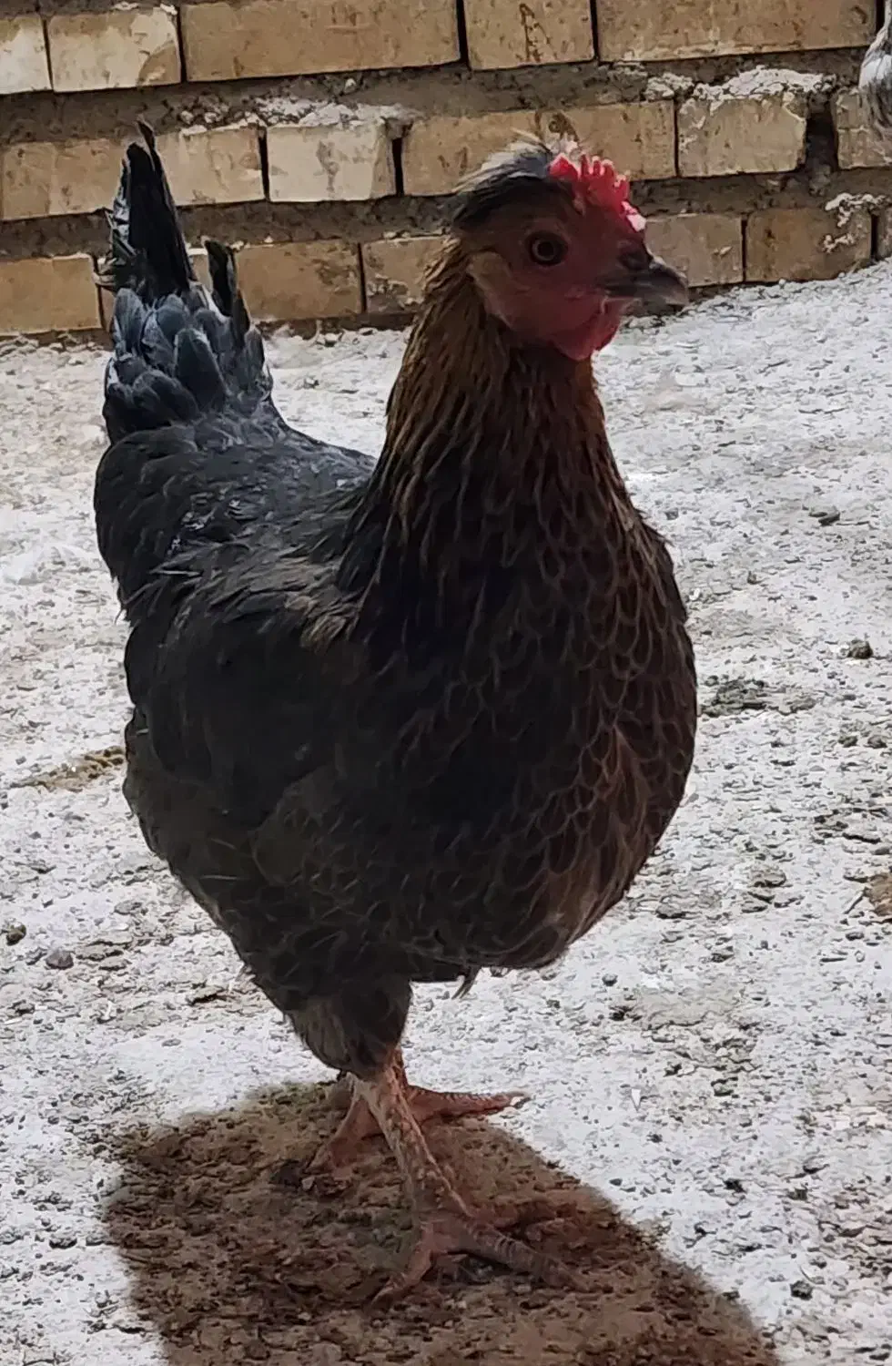 مرغ عربی تخم گذار|حیوانات مزرعه|خرمشهر, |دیوار