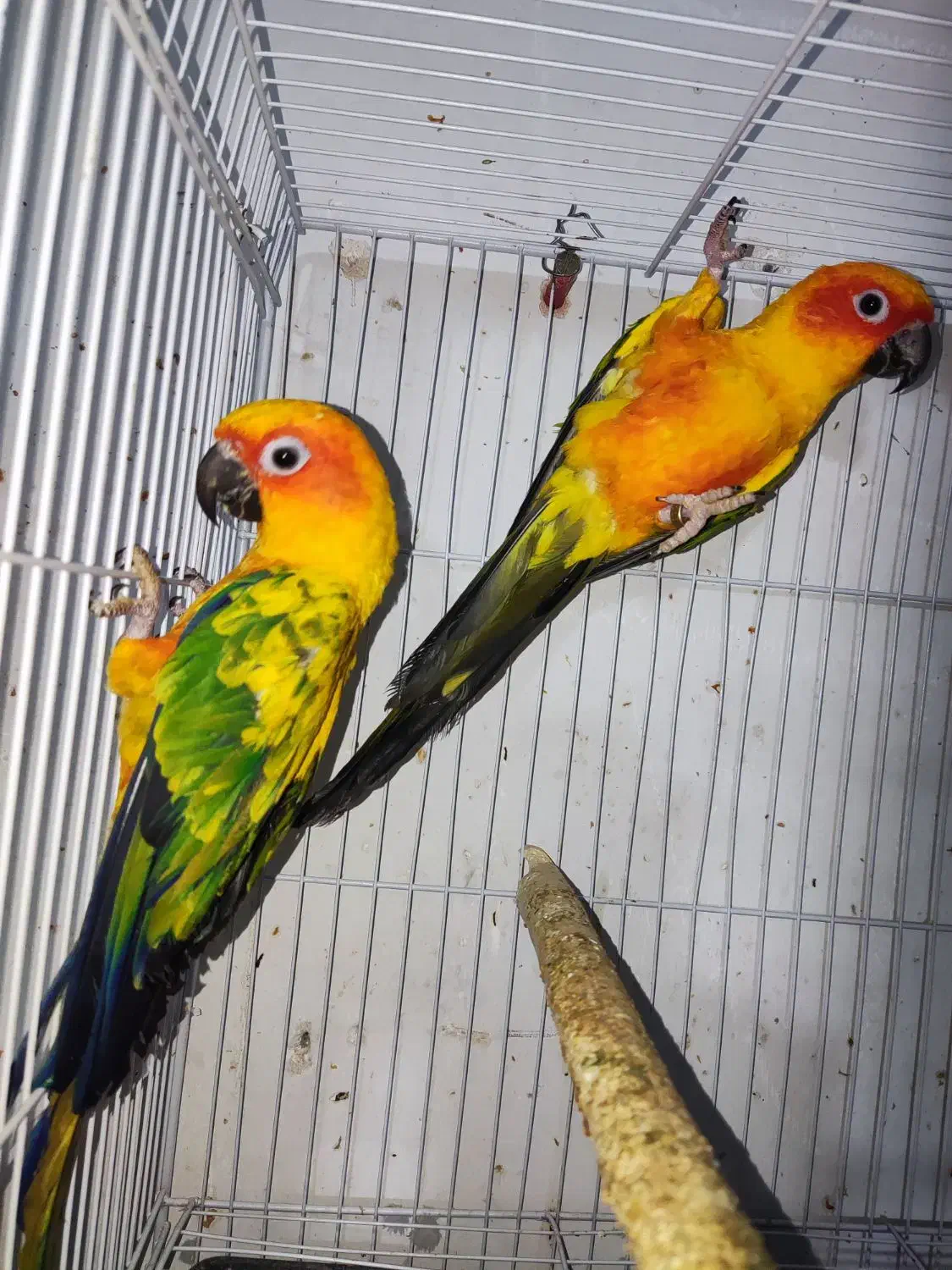 سان کانور خورشیدی|پرنده|مشهد, امام رضا (ع)|دیوار