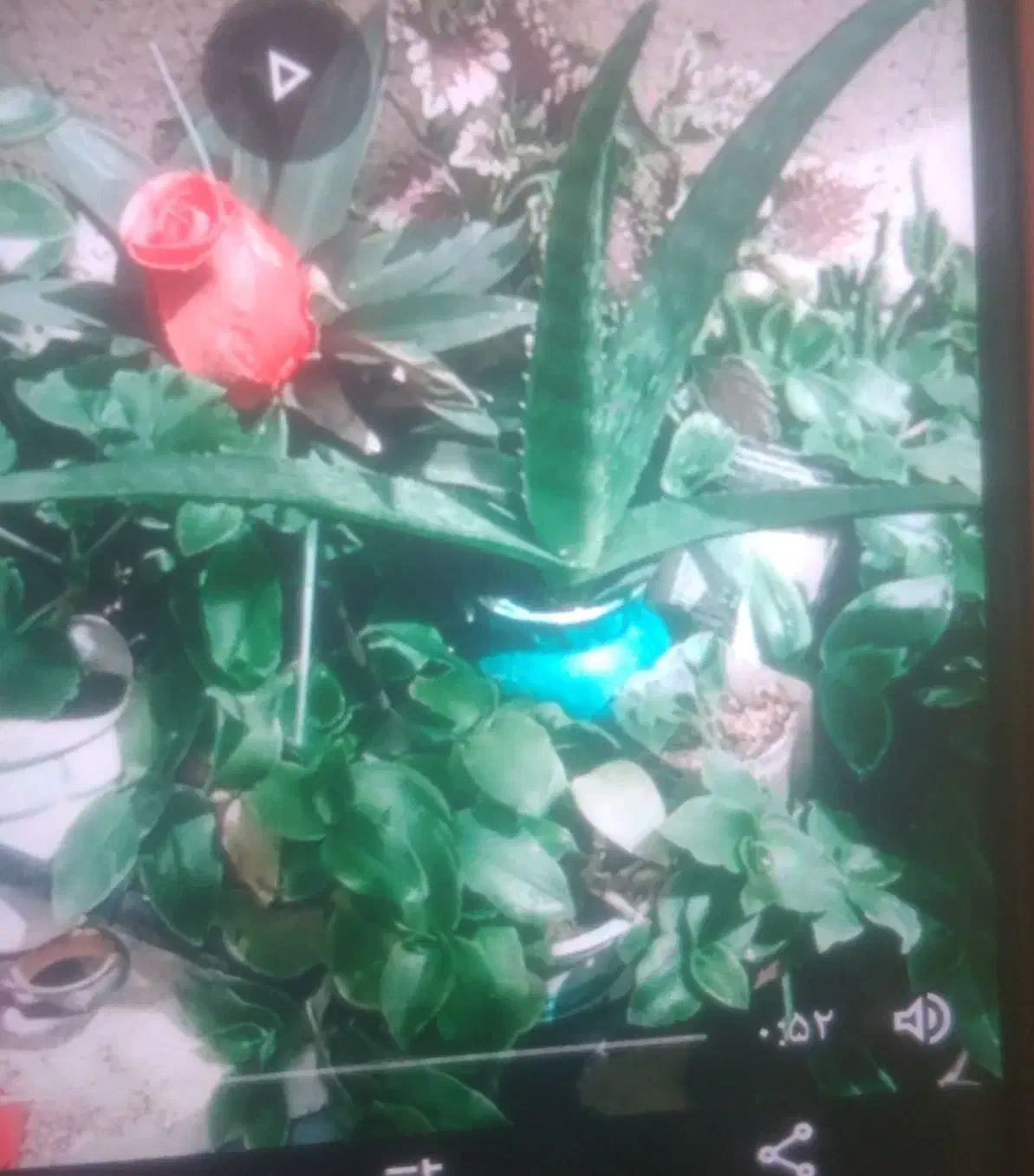 با بهترین قیمت به فروش می‌رسد|گل و گیاه طبیعی|محمدیه-قزوین, |دیوار