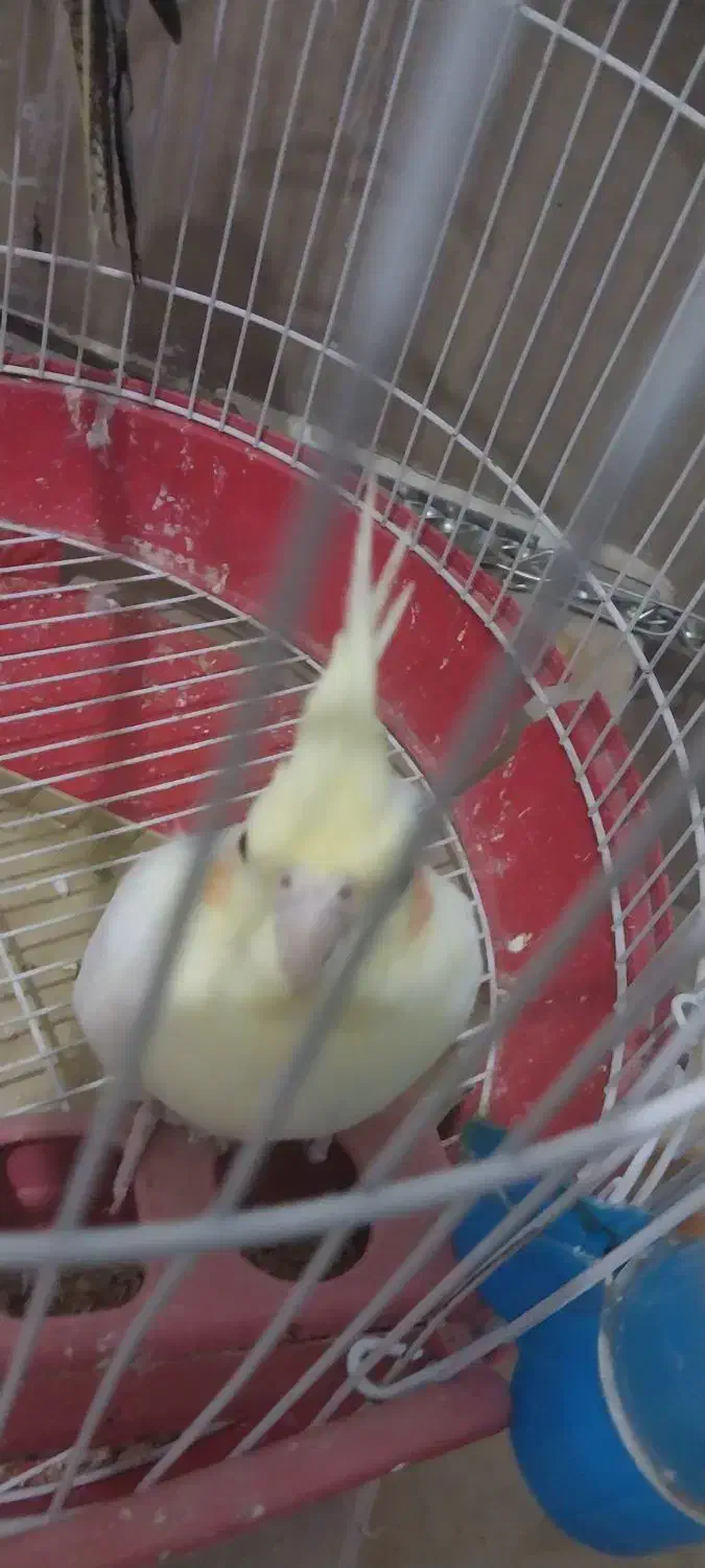 یک جفت عروس هلندی ویک جفت طوطی برزیلی برای فروش|پرنده|باغستان, |دیوار