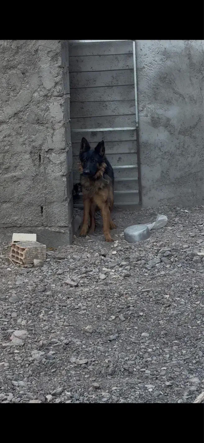 ژرمن|سگ|بم, |دیوار