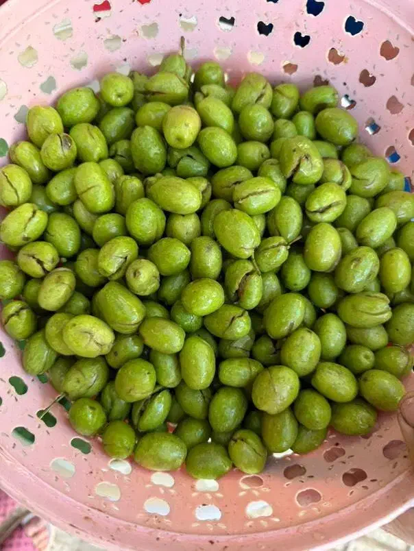 زیتون شکسته درشت|خوردنی و آشامیدنی|منجیل, |دیوار