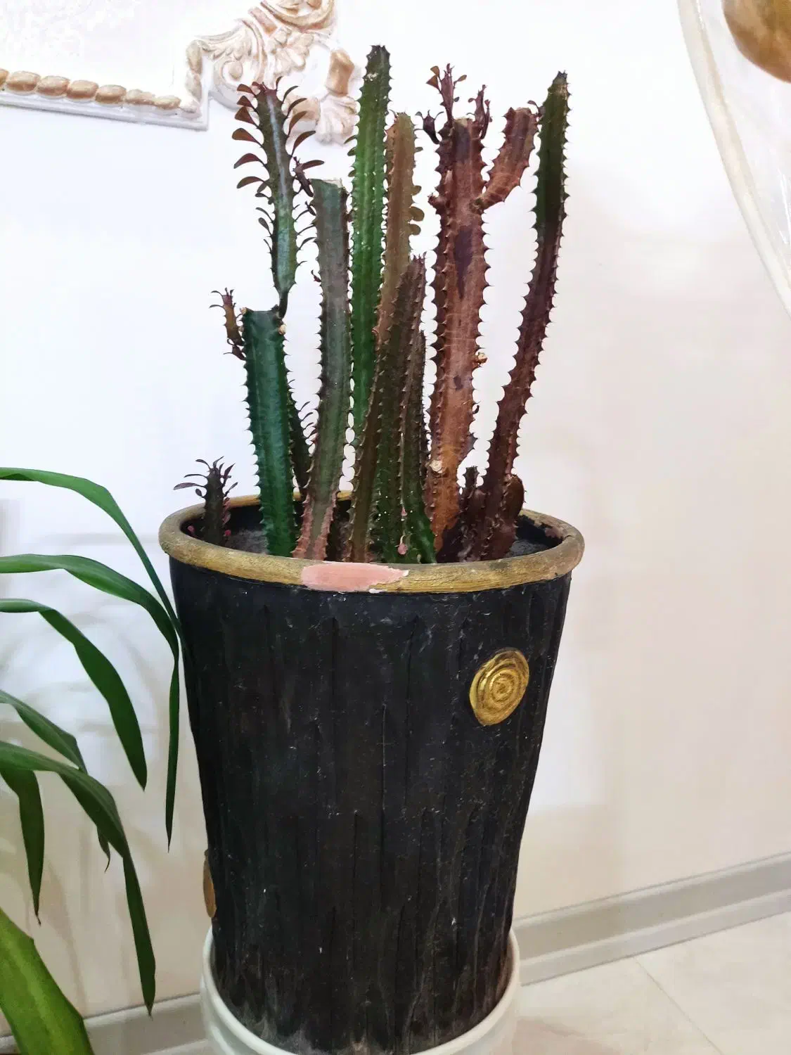 گل وگیاه|گل و گیاه طبیعی|مشهد, امامیه (شهرک غرب)|دیوار