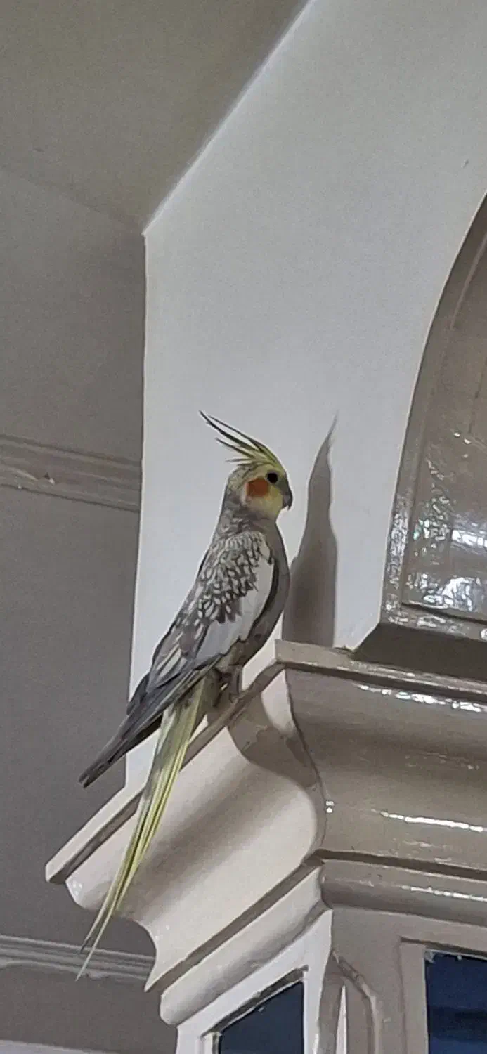 عروس هلندی سرحال|پرنده|زرین دشت (همدان), |دیوار