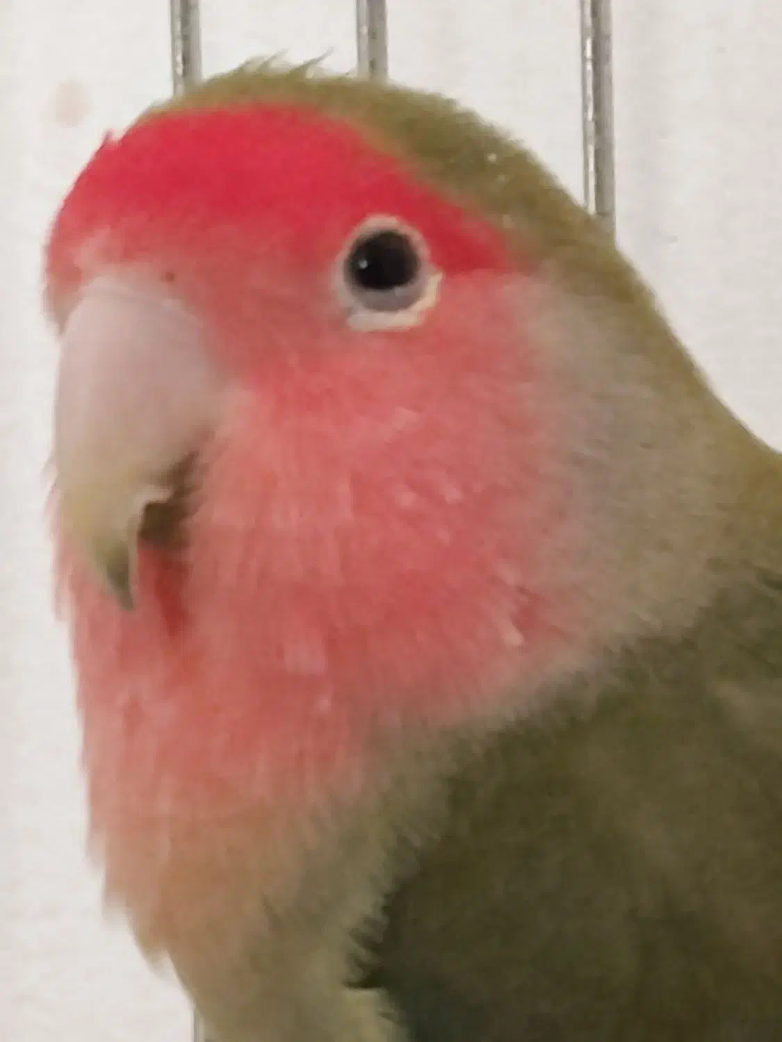 طوطی برزیلی با قفس|پرنده|بیرانوند, |دیوار