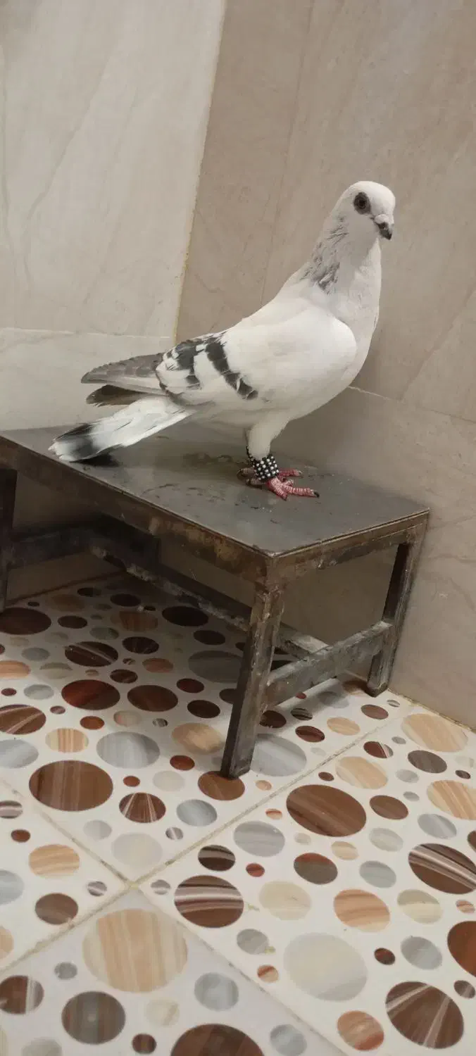 نر شامی نر اصفهانی|پرنده|خرم‌آباد, |دیوار