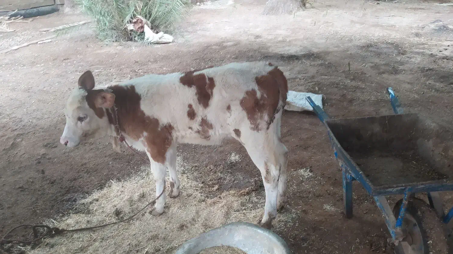 گاووگوساله سیمنتال|حیوانات مزرعه|باوی, |دیوار