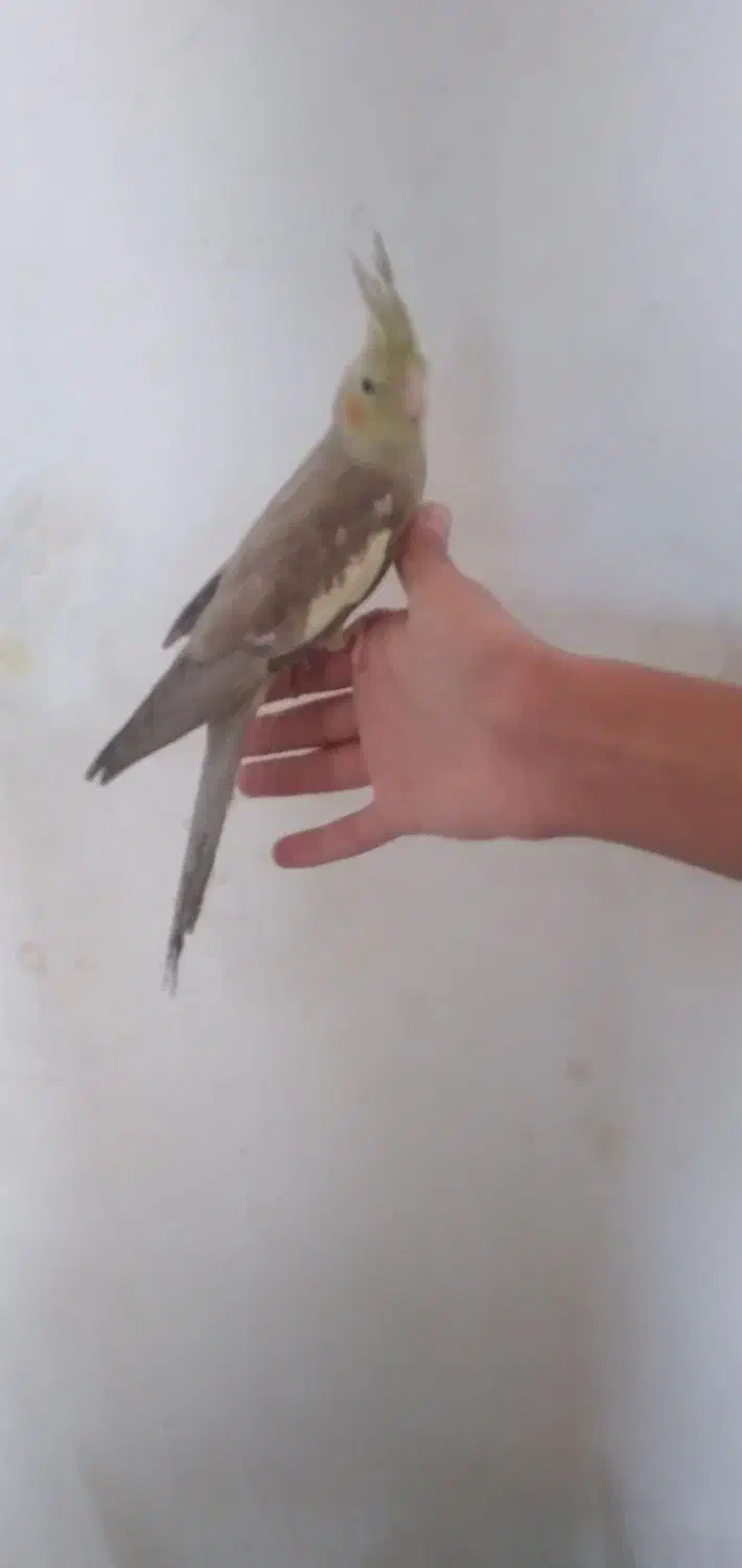 عروس هلندی دستی|پرنده|رباطکریم, شترخوار|دیوار