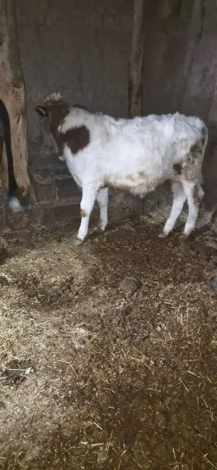 گوساله نر|حیوانات مزرعه|نظر کهریزی, |دیوار