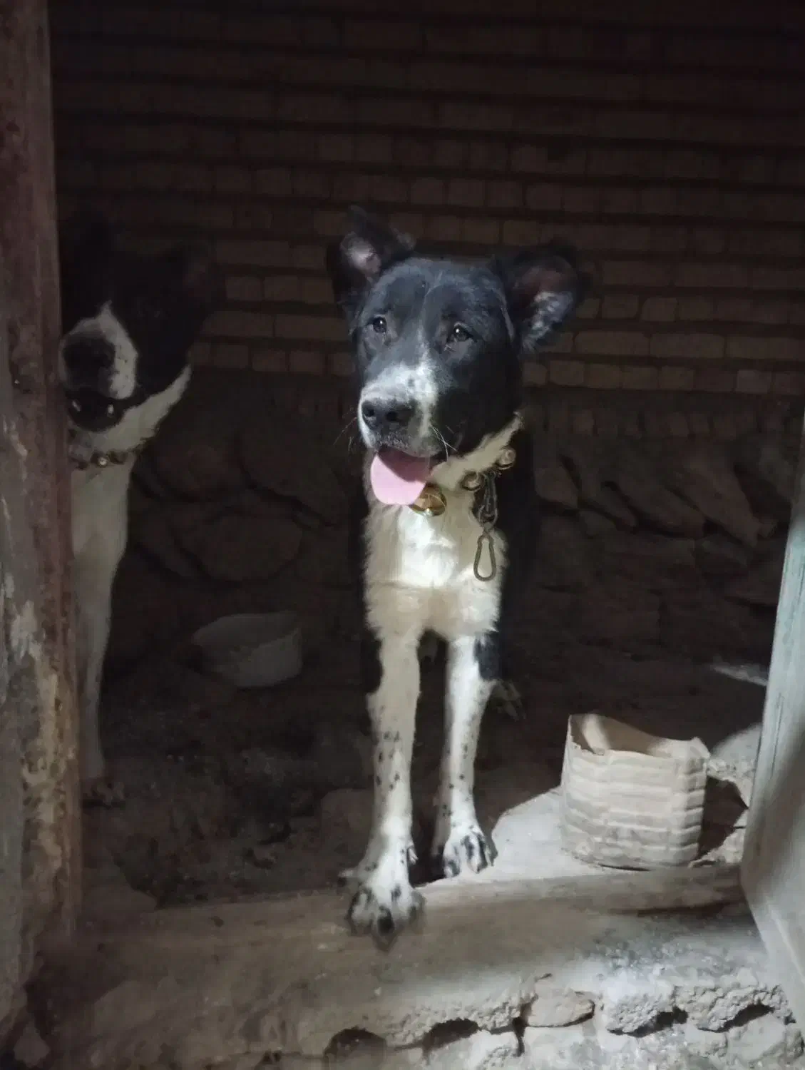 واگذاری|سگ|فریدونشهر, |دیوار