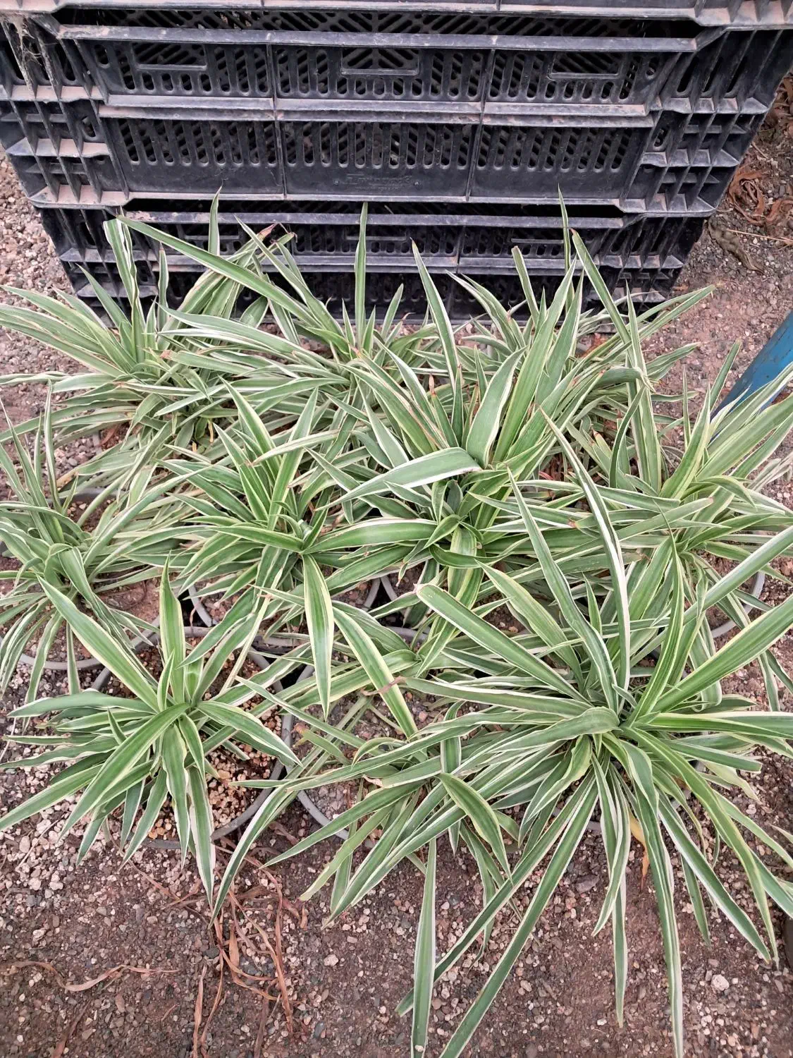 ۱۰ عدد گندمی ۳۰۰ تومن|گل و گیاه طبیعی|تربت جام, میان جام|دیوار