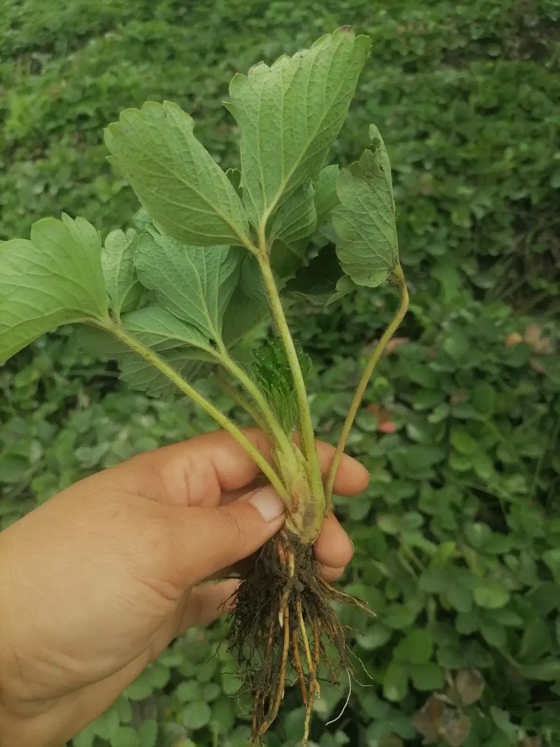 نهال توت فرنگی سابرینا نی 20ت|عمده‌فروشی|دلند, |دیوار