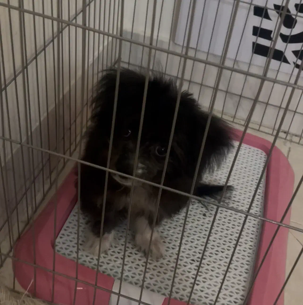 واگزاری سک|سگ|دامغان, |دیوار