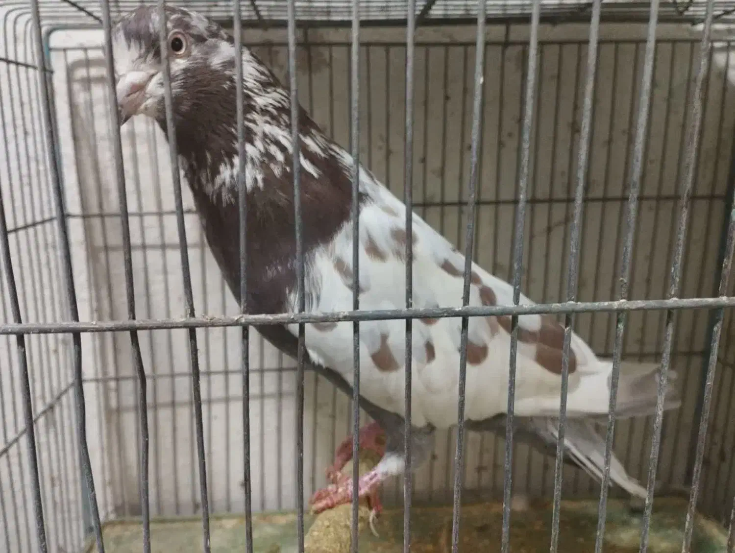 کبوتر|پرنده|رشت, دروازه لاکان|دیوار