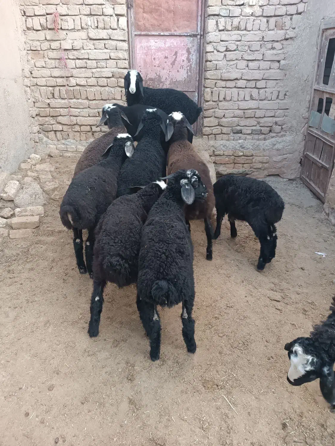 بره نروماده|حیوانات مزرعه|بشاریات, |دیوار