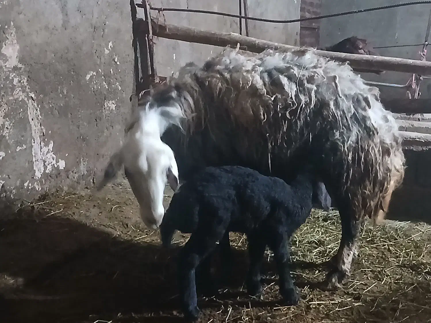 میش بره|حیوانات مزرعه|شیروان (لرستان), |دیوار