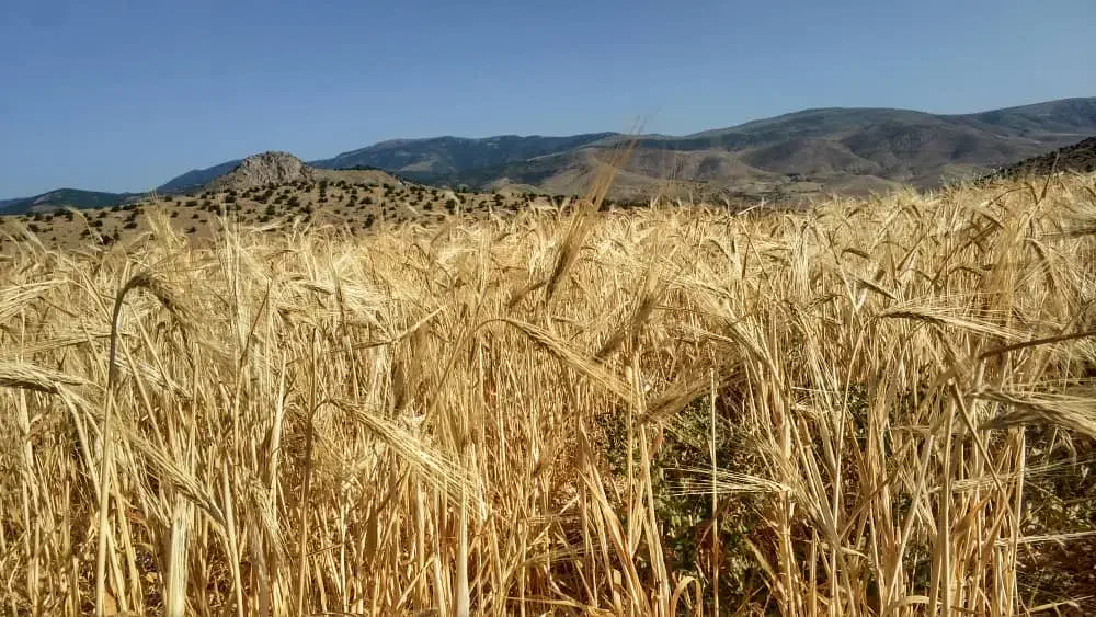 فروش فوری زمین کشاورزی چهاردنگه|فروش زمین و ملک کلنگی|کیاسر, |دیوار