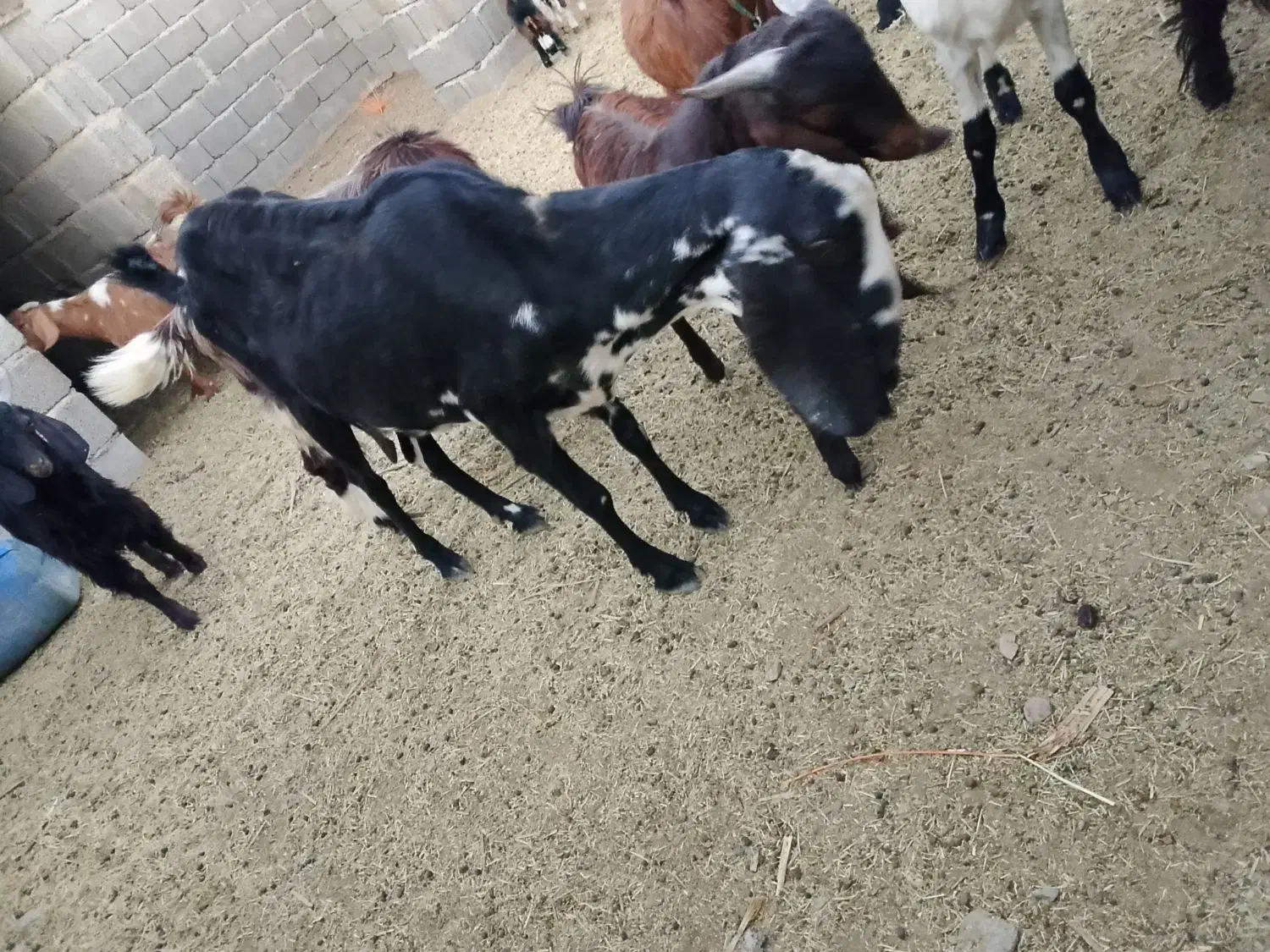 یه بزبربری بزرگ بادوتابزغاله نرماده|حیوانات مزرعه|پسکوه, |دیوار