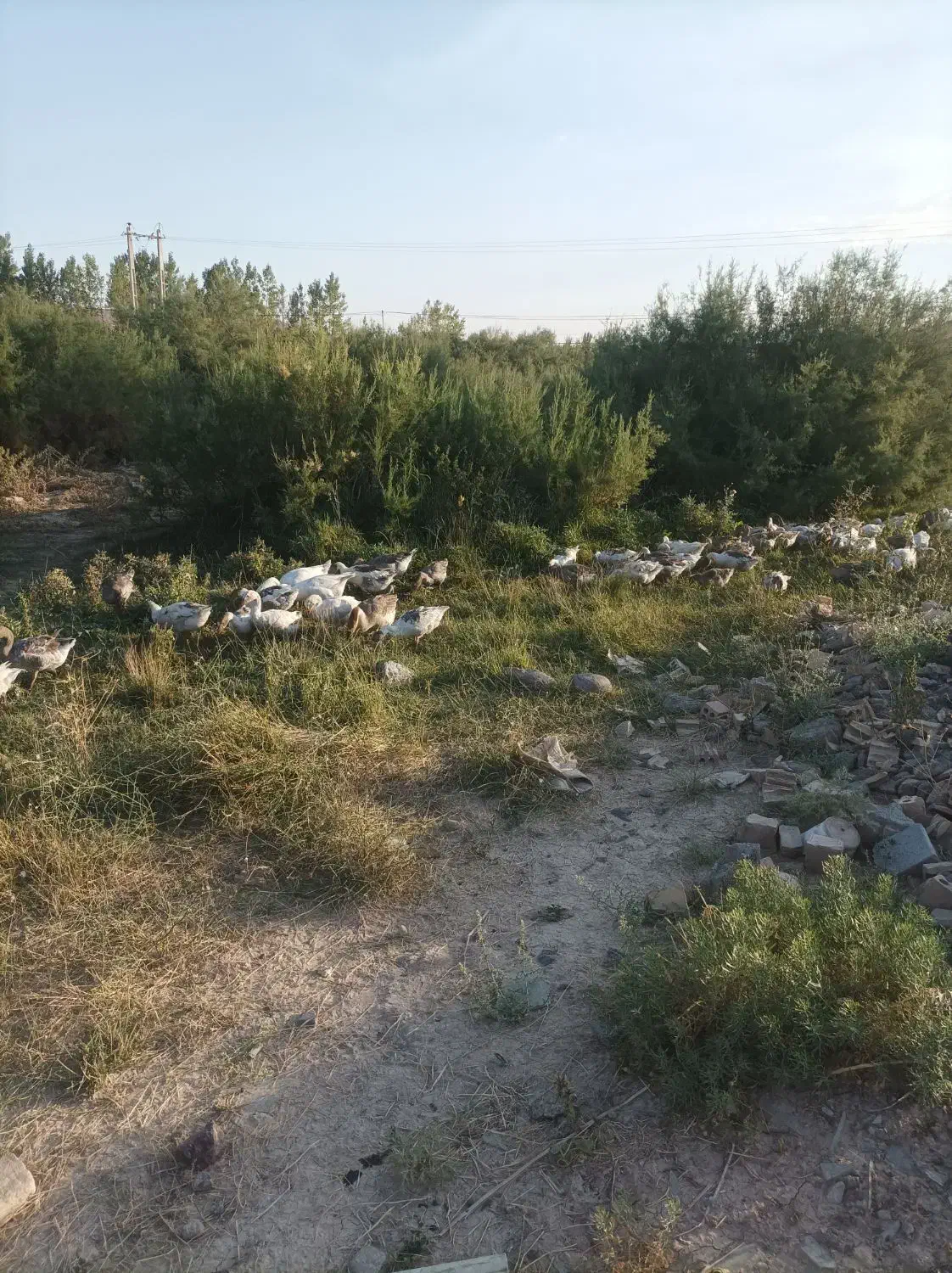 غاز|حیوانات مزرعه|بستان آباد, |دیوار