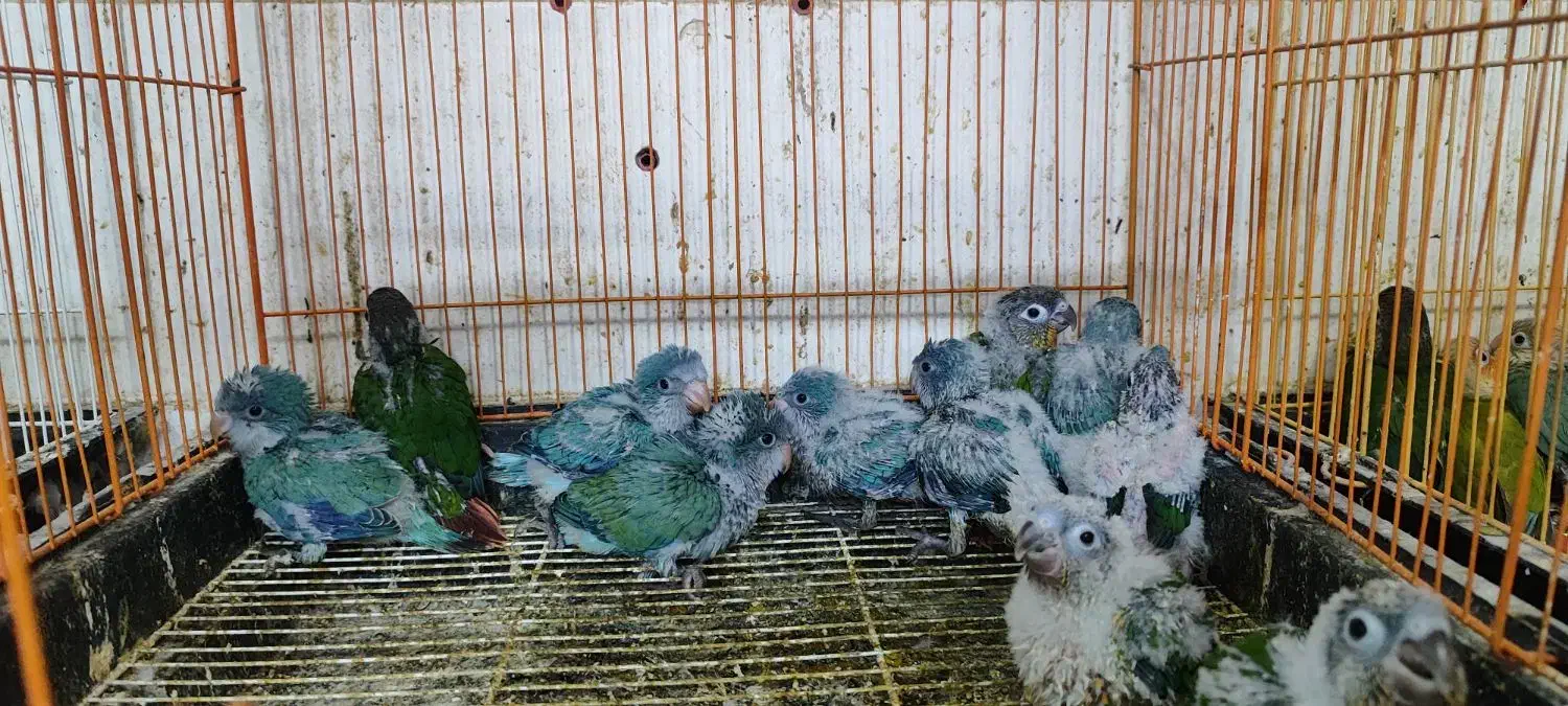 جوجه راهب سرلاکی|پرنده|ساری, |دیوار