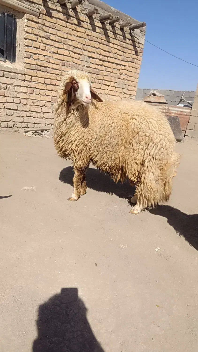 قوچ.کاور ورن|حیوانات مزرعه|کوزران, |دیوار