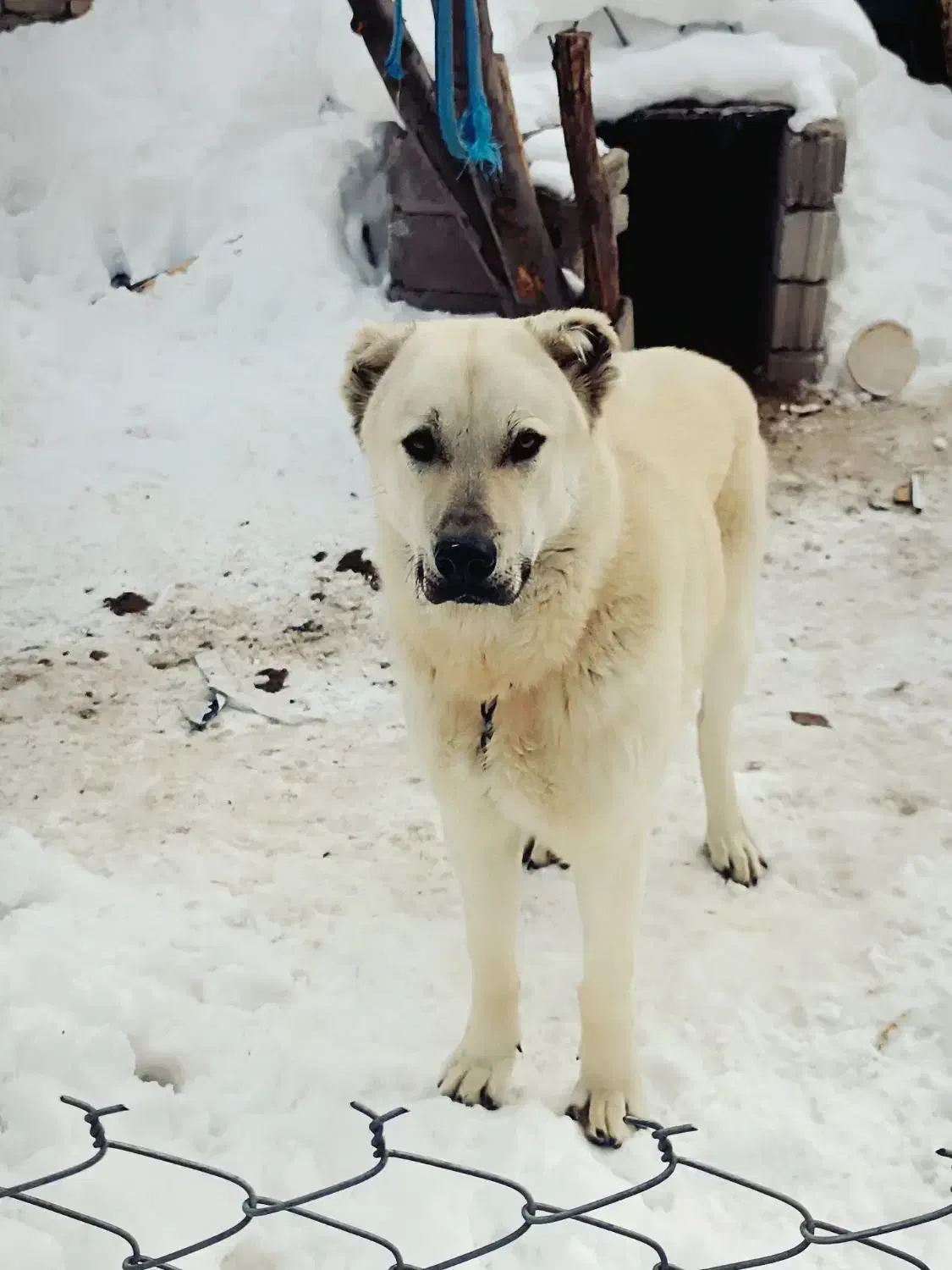 سگ سرابی نر|سگ|تبریز, |دیوار