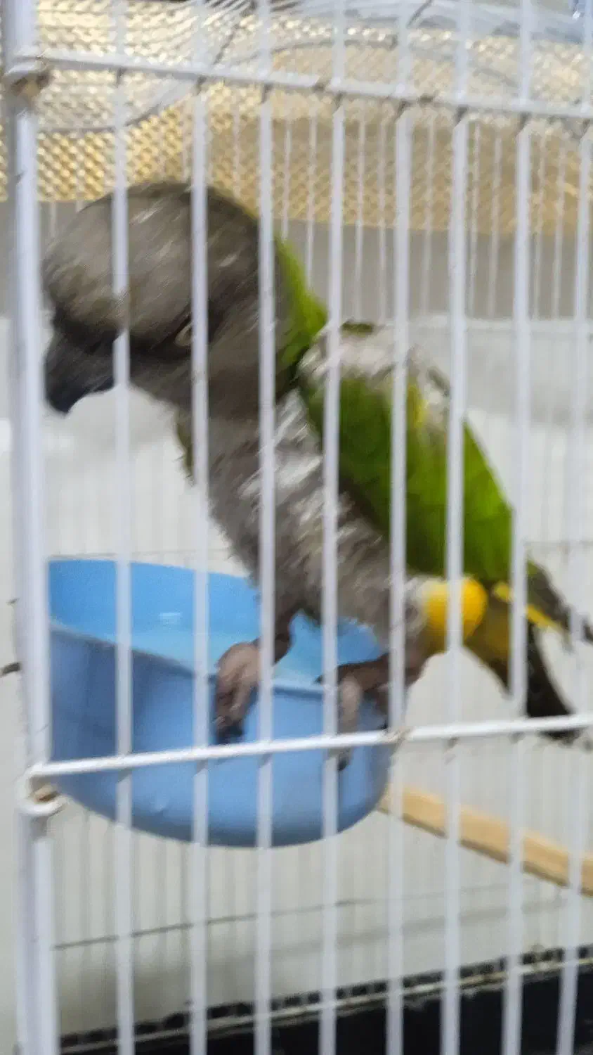 طوطی سنگال|پرنده|رباطکریم, رباطکریم|دیوار