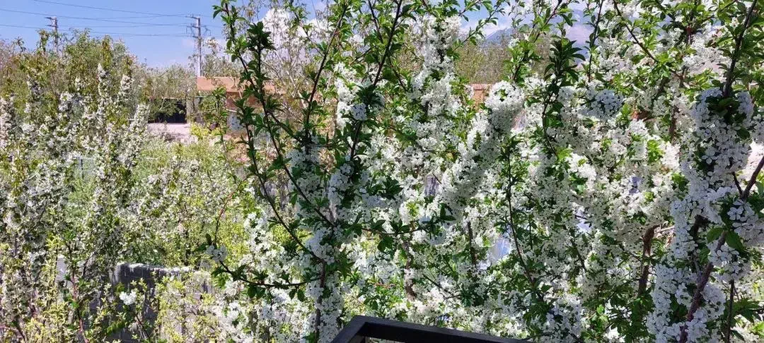 باغ ۱۰۰۰ متر در بهترین نقطه جابان دماوند باغستان|فروش زمین و ملک کلنگی|دماوند, دماوند|دیوار