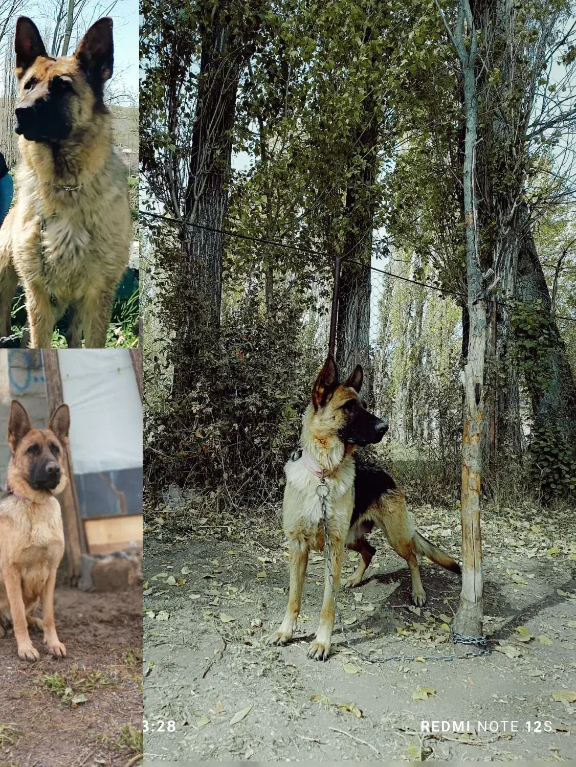 ماده ژرمن فروشی فوری قیمت چهار رو نیم|سگ|خلخال, |دیوار