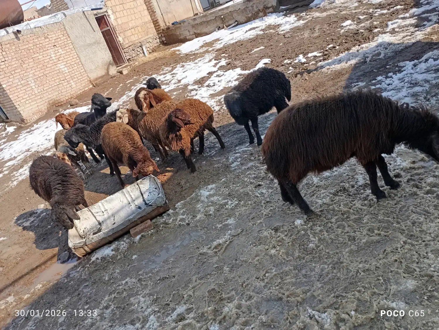۱۲راس بره نر قزل|حیوانات مزرعه|مهربان, |دیوار