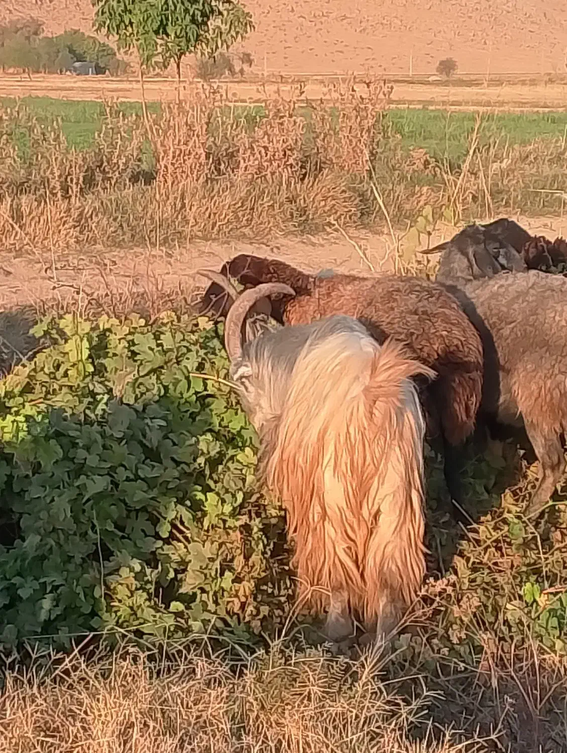 نربزجلورو|حیوانات مزرعه|شازند, |دیوار