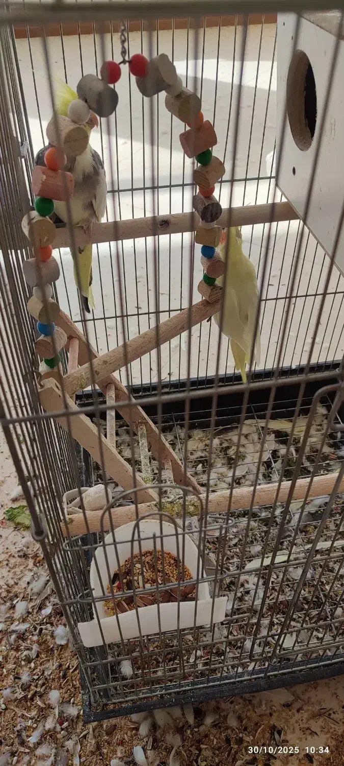 فروش عروس هلندی مولد نژاد لوتینو|پرنده|صائین قلعه, |دیوار