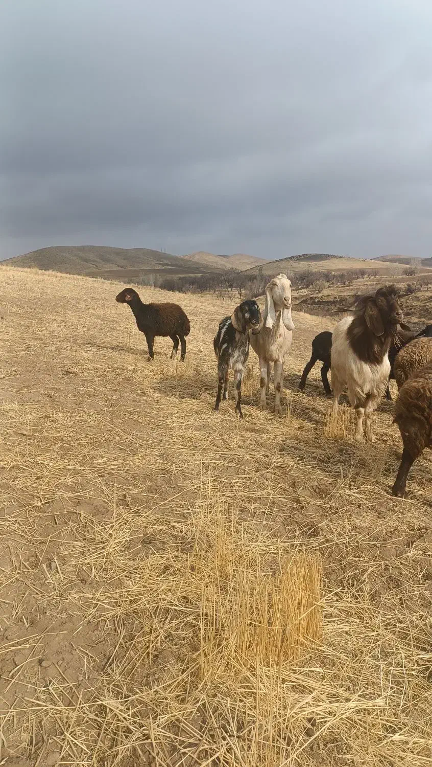 بز نر|حیوانات مزرعه|بزینه رود, |دیوار